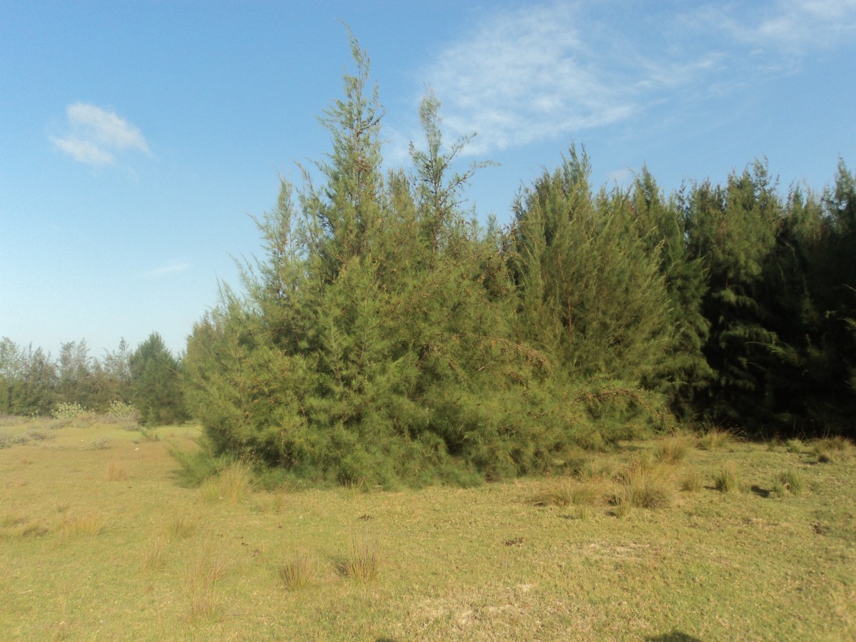 Casuarina equisetifolia L.